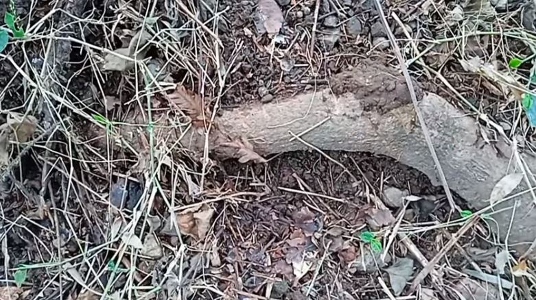 Bunga alpukat sering gugur? Ini solusi praktis pakai bumbu dapur agar berbuah lebat