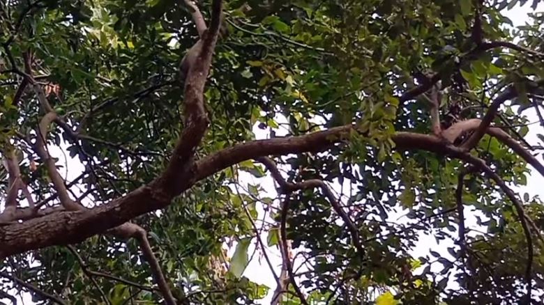 Bunga alpukat sering gugur? Ini solusi praktis pakai bumbu dapur agar berbuah lebat