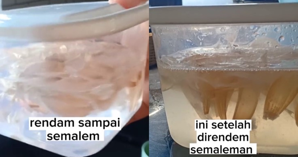 Selama ini salah tangkap cicak pakai perangkap, padahal cukup pakai 1 bumbu dapur 