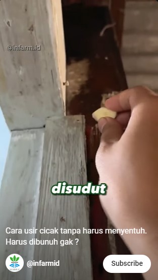 Selama ini salah tangkap cicak pakai perangkap, padahal cukup pakai 1 bumbu dapur 