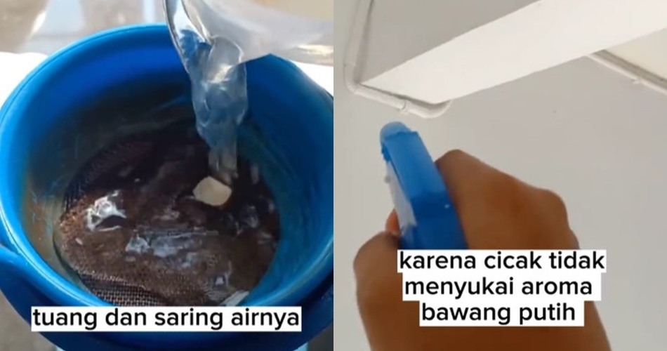 Selama ini salah tangkap cicak pakai perangkap, padahal cukup pakai 1 bumbu dapur 