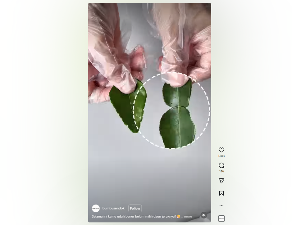 Jangan salah pilih! Ini cara bedakan daun jeruk purut vs daun jeruk biasa biar masakan lebih wangi