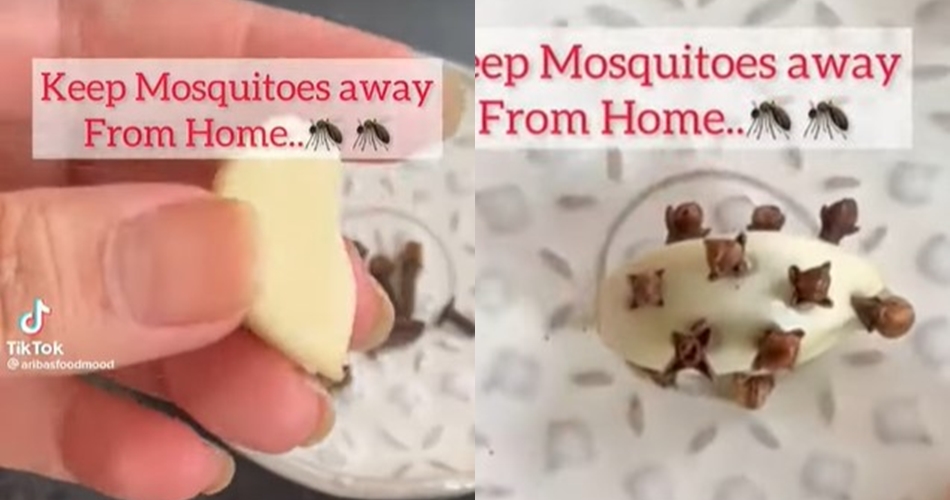 Cara mengusir nyamuk di rumah secara alami tanpa kopi, cukup modal bumbu dapur saja