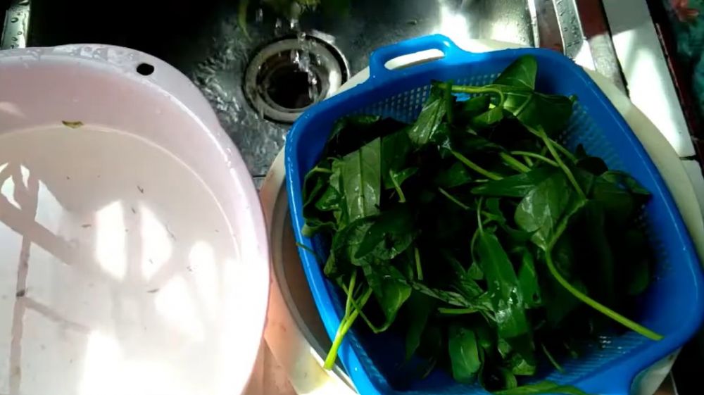 Cara membersihkan kangkung dari ulat dan parasit tanpa harus dibelah satu per satu