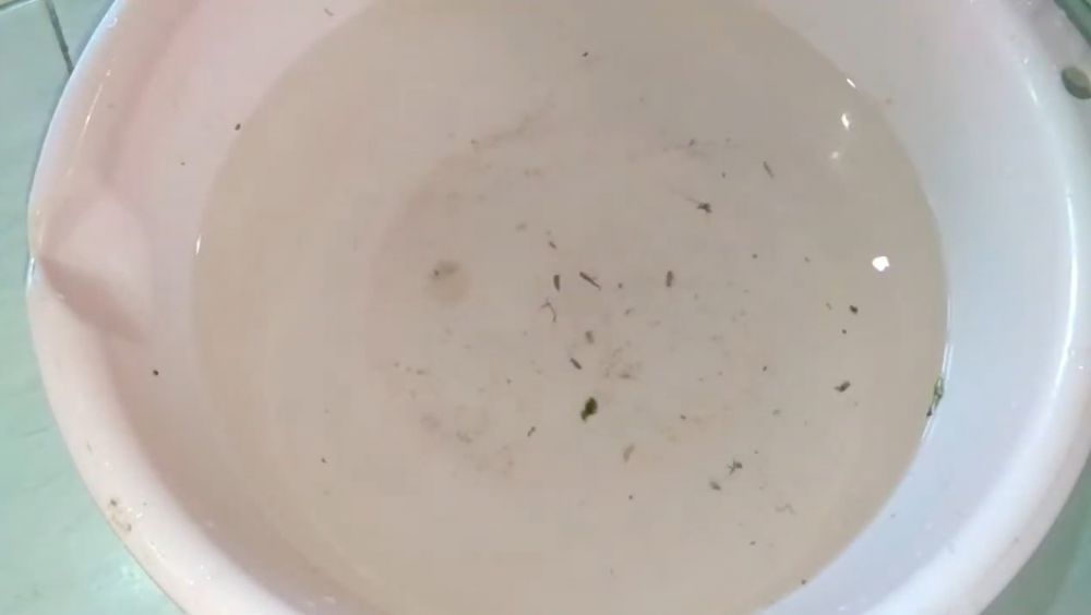 Cara membersihkan kangkung dari ulat dan parasit tanpa harus dibelah satu per satu