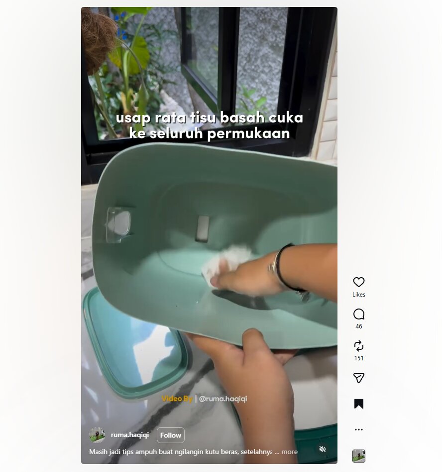 Pakai cuka dan tisu, begini cara hilangkan kutu beras dengan instan tanpa ribet