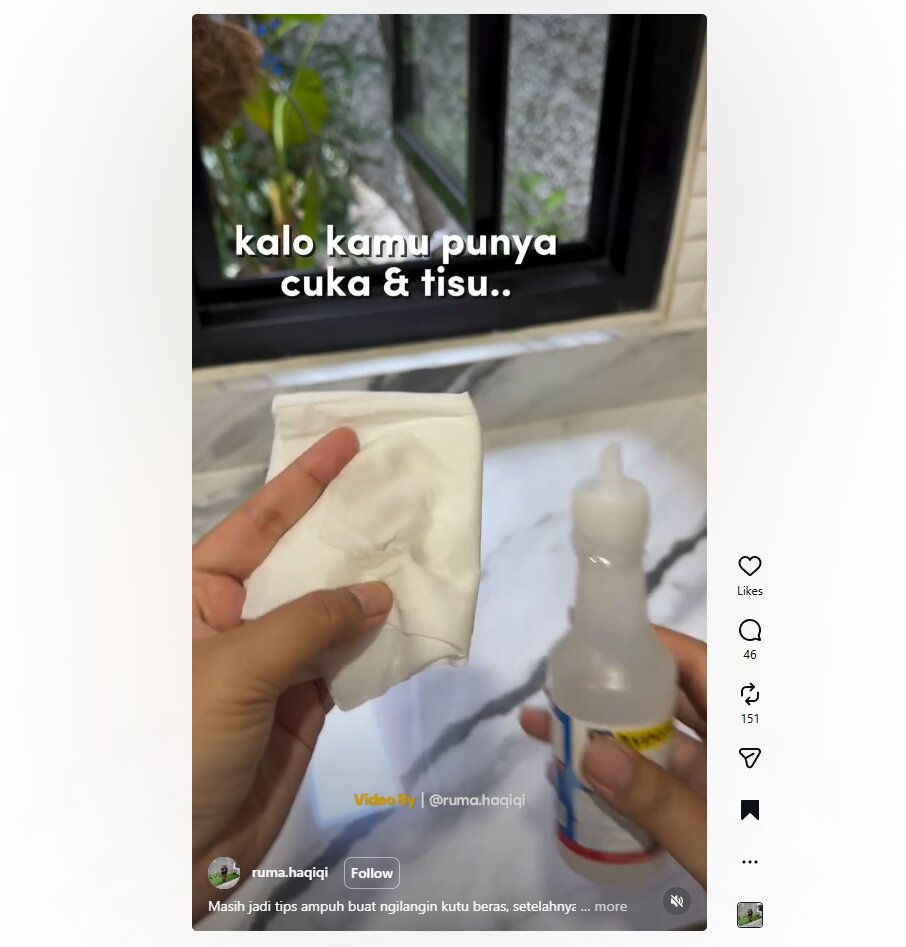 Pakai cuka dan tisu, begini cara hilangkan kutu beras dengan instan tanpa ribet