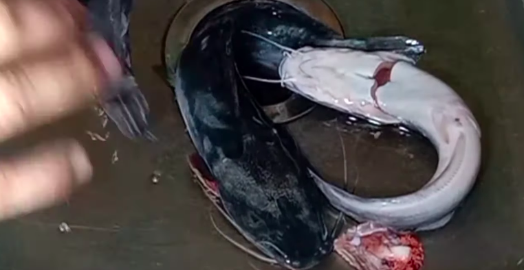 Cara simpan lele tanpa kulkas agar awet 2 hari, cukup pakai bumbu dapur yang ada di rumah