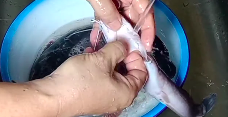 Cara simpan lele tanpa kulkas agar awet 2 hari, cukup pakai bumbu dapur yang ada di rumah