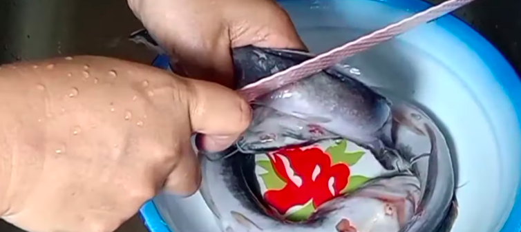 Cara simpan lele tanpa kulkas agar awet 2 hari, cukup pakai bumbu dapur yang ada di rumah