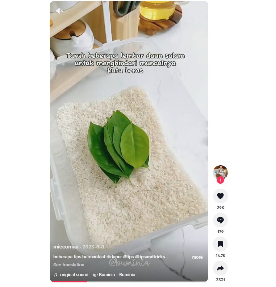 Cara mengusir kutu beras dengan daun salam, trik dapur sederhana yang mudah dicoba