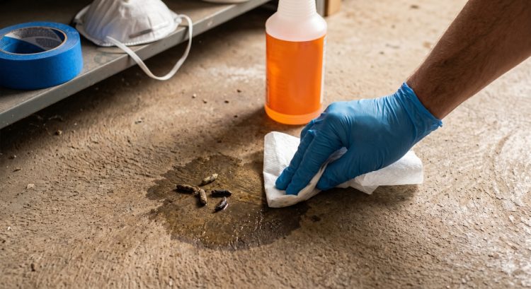 Cara aman bersihkan kotoran tikus untuk cegah hantavirus