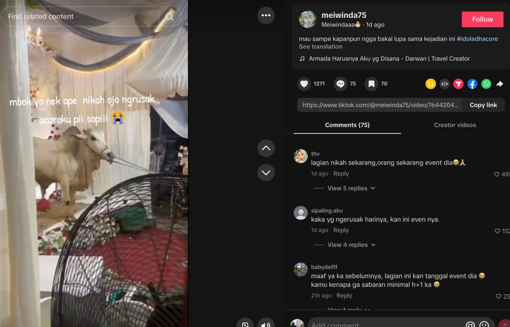 Momen nyesek calon pengantin saksikan tenda pernikahan diseruduk sapi kurban sampai berserakan