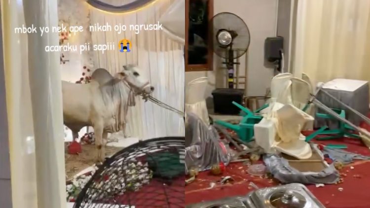 Momen nyesek calon pengantin saksikan tenda pernikahan diseruduk sapi kurban sampai berserakan