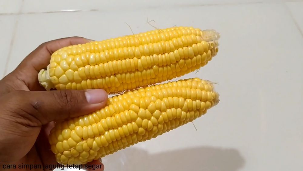 Tak perlu pakai kulkas, begini langkah simpan jagung utuh biar tidak sigap kering