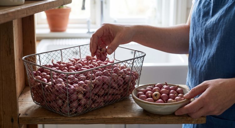Bawang merah cepat lembek dan busuk meski disimpan di tempat kering, cek 5 kesalahan ini