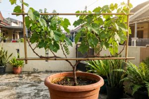 Tanaman anggur di rumah sudah rimbun tapi belum berbuah? Cek 6 hal ini