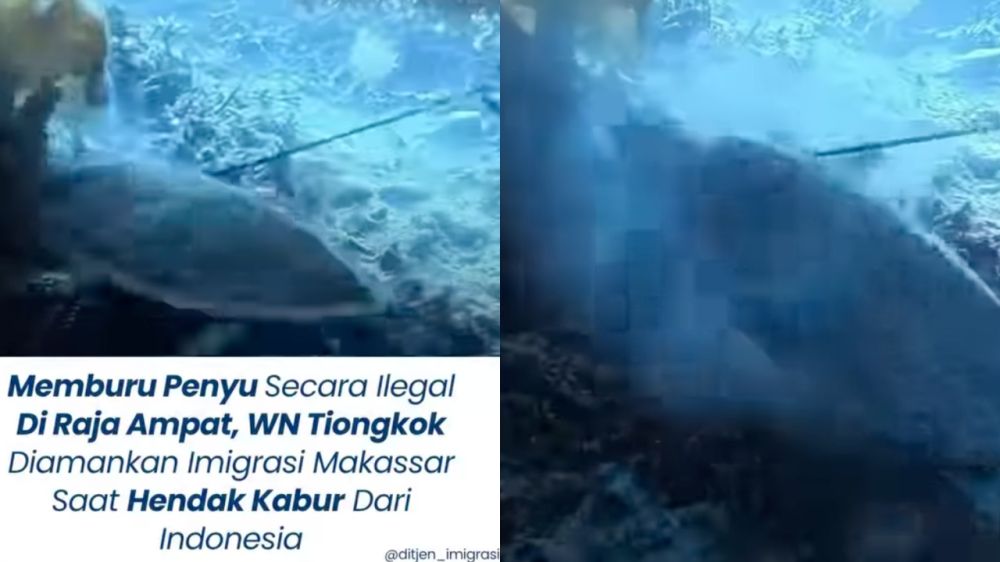 5 Fakta WN China tombak penyu Raja Ampat lalu dimasak, diamankan saat hendak keluar Indonesia