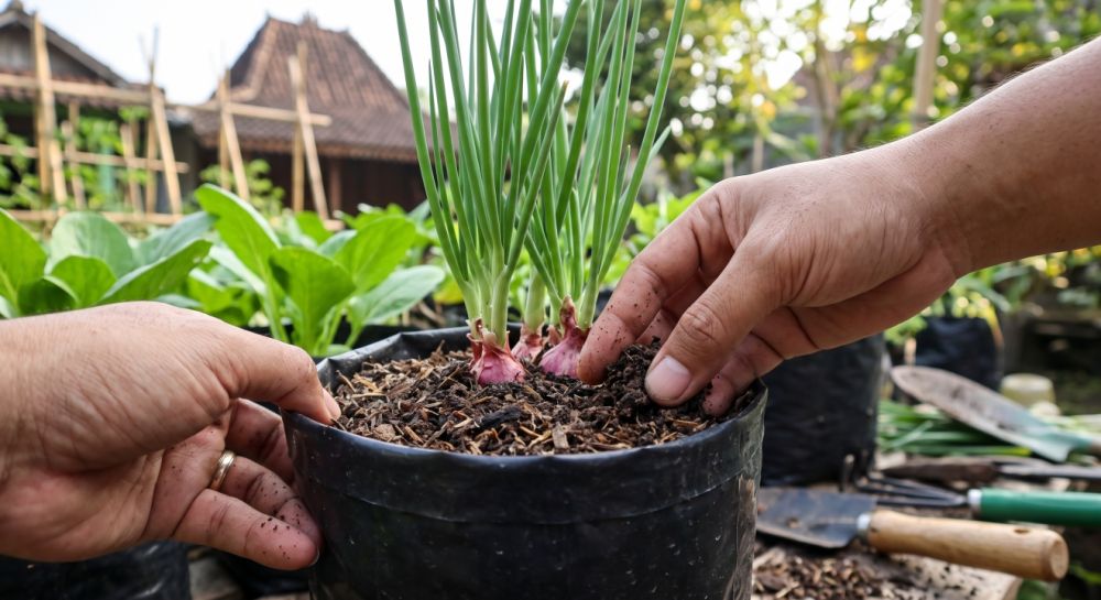 Umbi bawang merah tak kunjung besar? 10 bagian ini perlu diperhatikan