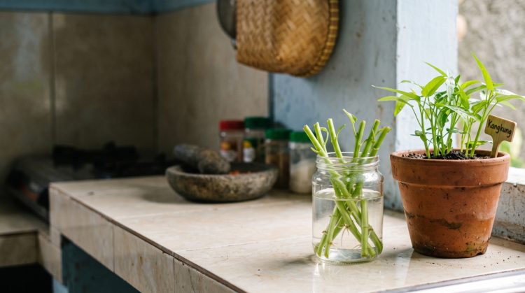 Batang kangkung sisa masak jangan langsung dibuang, begini cara menanamnya lagi