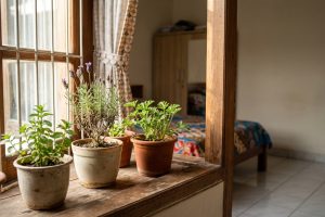 Nyamuk sering masuk kamar? 6 Tanaman aromatik ini bisa jadi pilihan