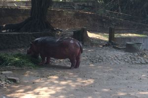 Pesona satwa koleksi Gembira Loka Jogja