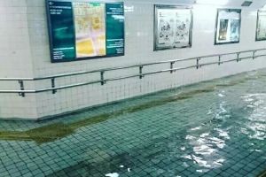 Air banjir bening, air selokan buat pelihara koi, inilah jepang