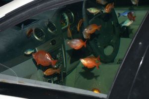 20 Akuarium paling mewah dan mengagumkan di dunia