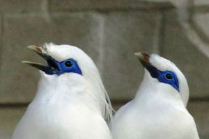 FOTO: Tingkah polah burung langka ini bikin kamu gemas