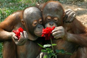 Nggak cuma manusia, hewan buas pun bisa termehek-mehek oleh bunga lho!