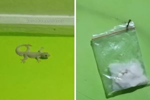Tanpa meletakkan perangkap, ini cara ampuh mengusir cicak cukup bikin ramuan dari 2 bahan dapur