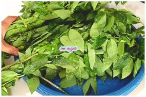 Bisa atasi batuk pilek, cara masak sayur daun katuk agar lebih segar dan wangi cuma andalkan bumbu ini