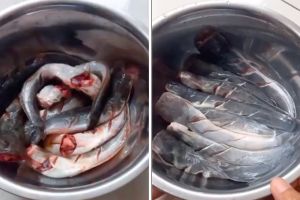 Bukan terigu atau air jeruk nipis, ini cara ampuh hilangkan lendir lele cuma pakai 2 bahan makanan