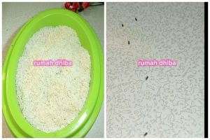 Tak perlu dijemur, ini trik mengusir kutu beras agar aman dimasak cuma pakai 1 bahan minuman