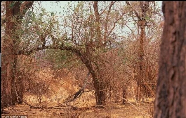 11 Potret Ranggaz Laksmana, sosok DJ pacar Shaloom Razade 