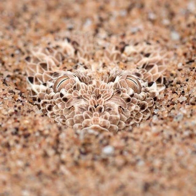 Fenomena gerhana matahari cincin masuk event wisata andalan 2019