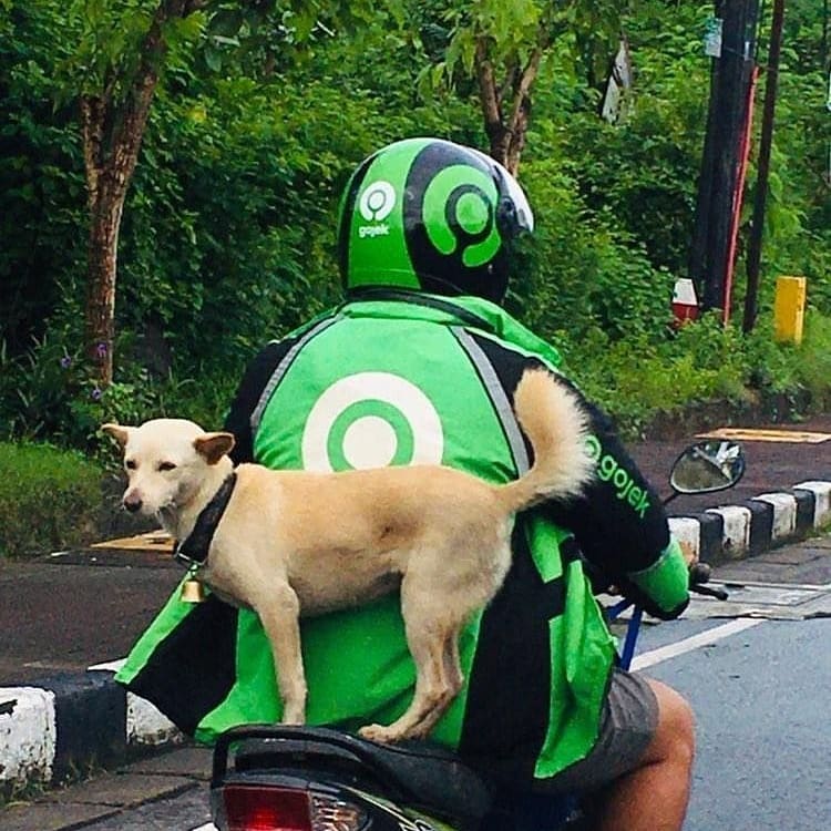 hewan dibawa pakai kendaraan kocak © berbagai sumber