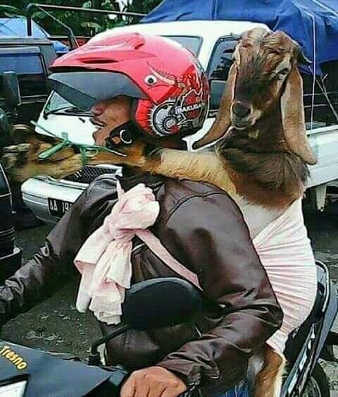 hewan dibawa pakai kendaraan kocak © berbagai sumber