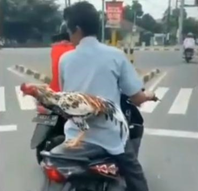 hewan dibawa pakai kendaraan kocak © berbagai sumber