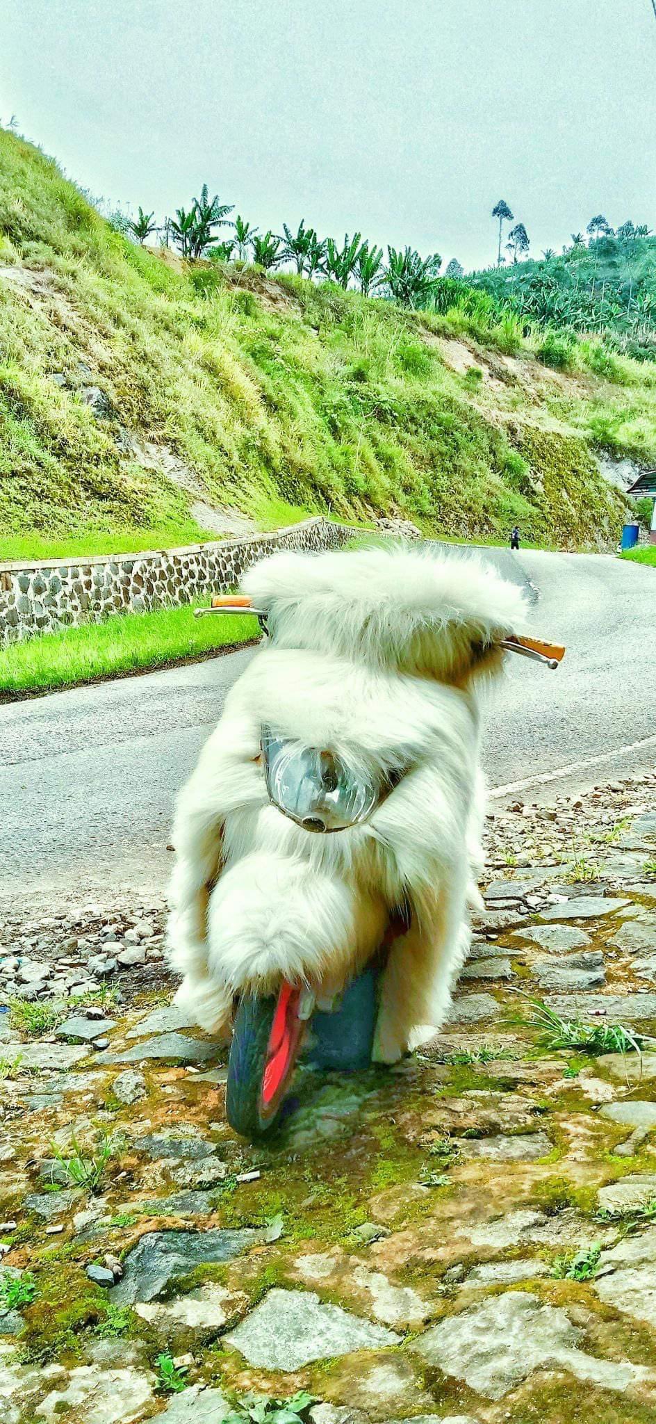 modif body motor nyeleneh pol © berbagai sumber