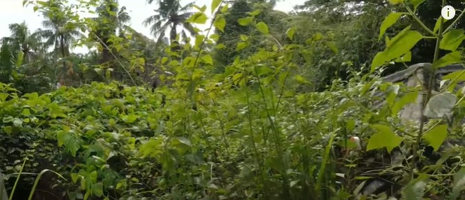 potret rumah penyanyi senior era 80-an yang terbengkalai © YouTube