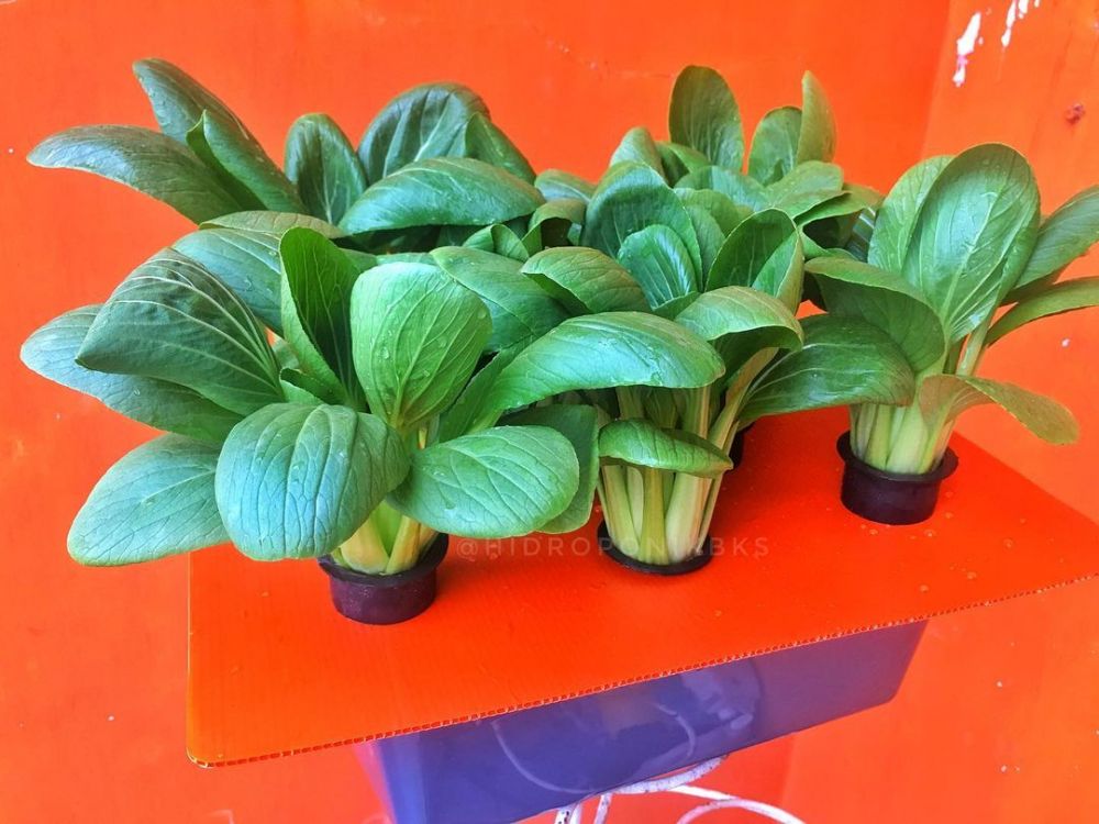 11 Manfaat pakcoy bagi kesehatan, ampuh jaga daya tahan tubuh