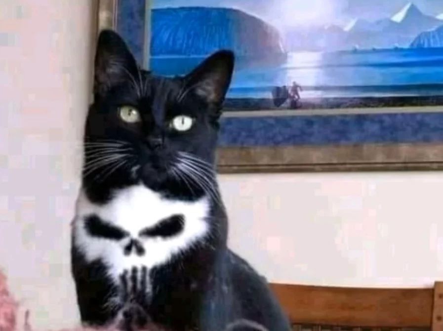 kucing kelihatan seram dan gemesin © Instagram