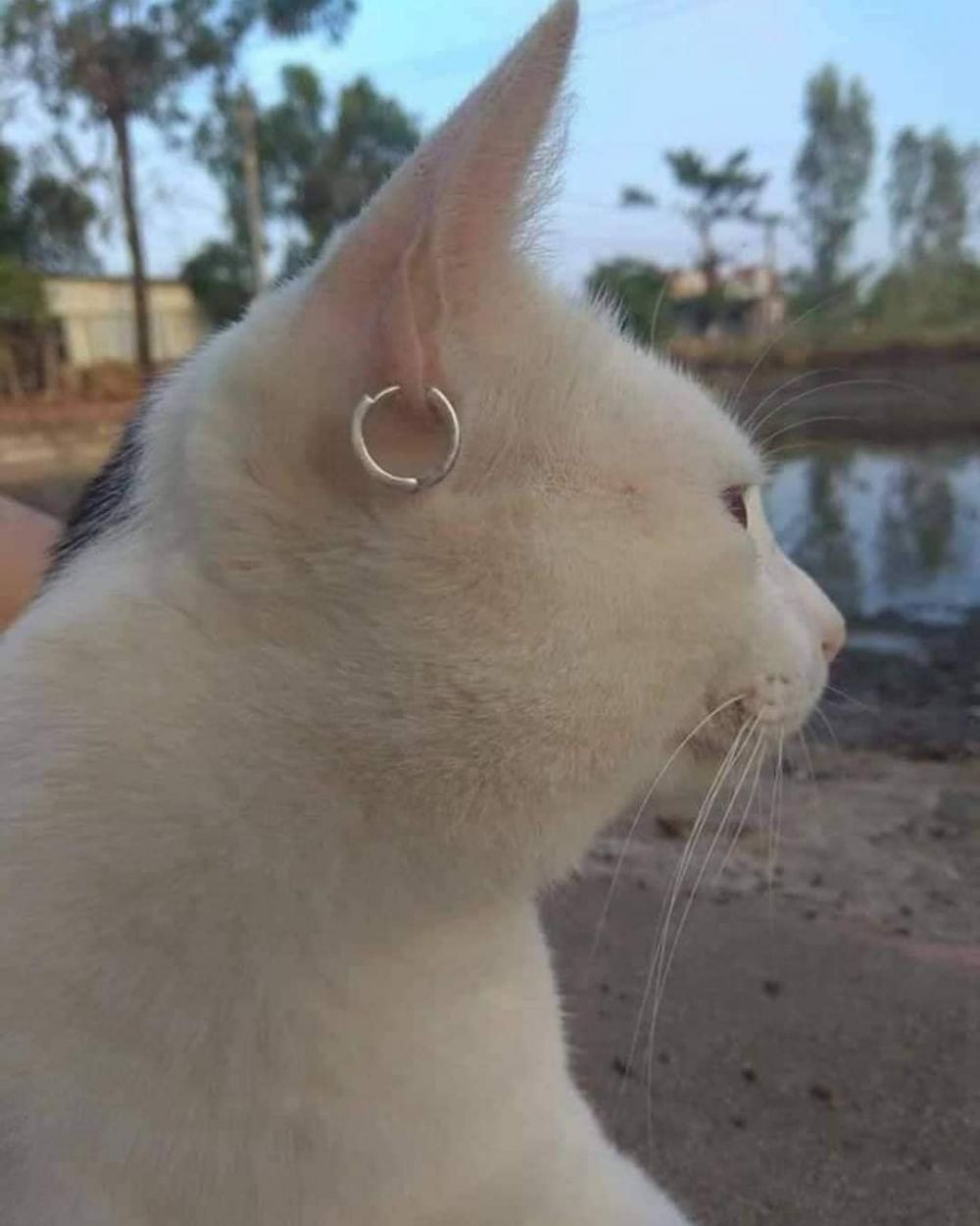 kucing kelihatan seram dan gemesin © Instagram