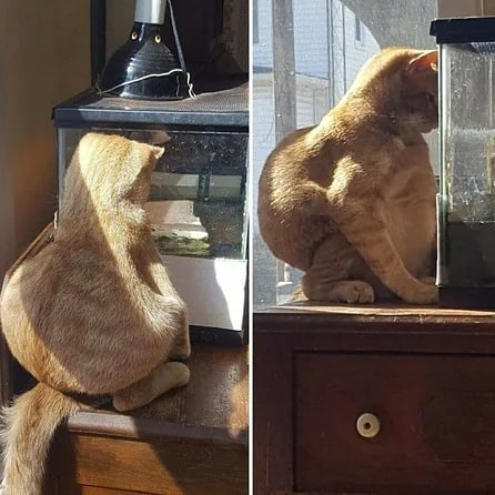 kucing kelihatan seram dan gemesin © Instagram