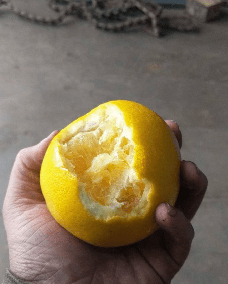 cara makan buah kocak © berbagai sumber