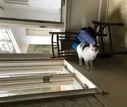 penampakan hewan jadi bingungin pol © berbagai sumber penampakan hewan jadi bingungin pol © berbagai sumber