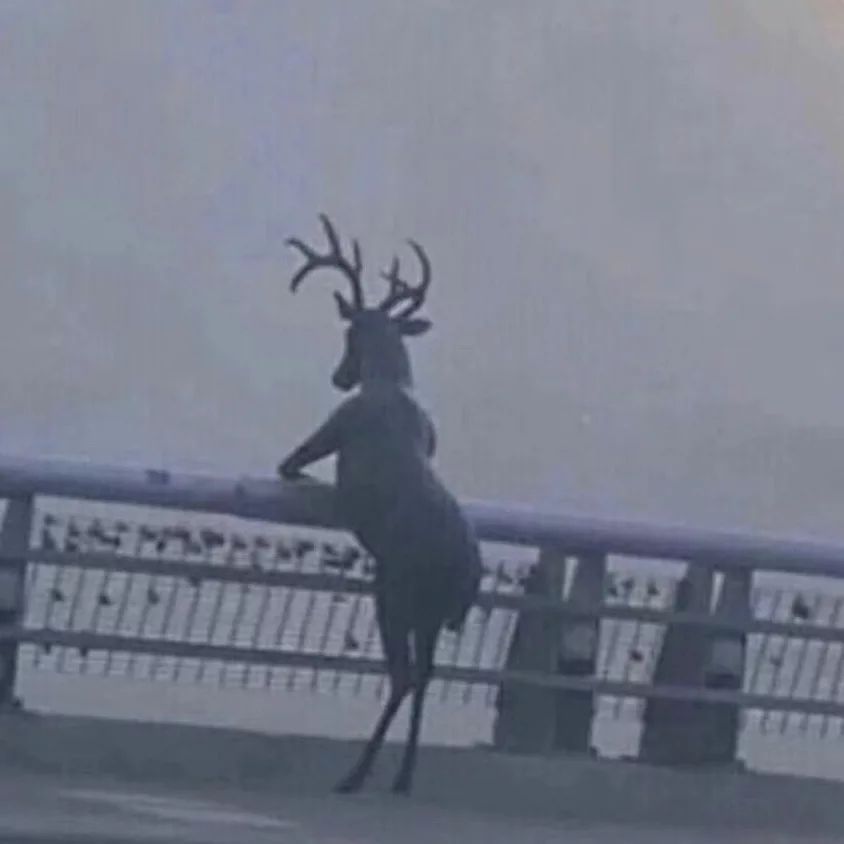 penampakan hewan jadi bingungin pol © berbagai sumber penampakan hewan jadi bingungin pol © berbagai sumber