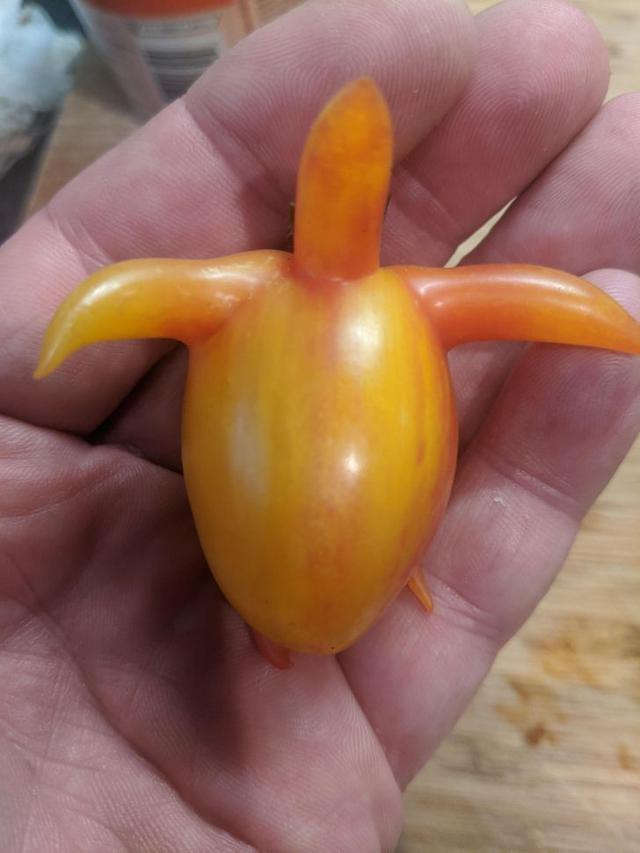 buah dan sayur nyeleneh © berbagai sumber