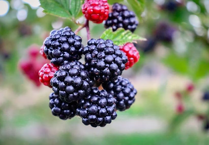 10 Buah ini bikin perut kenyang lebih lama, cocok disantap saat sahur